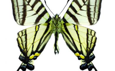 Graphium mullah mullah (Alphéraky, 1897) 黑尾劍青鳳蝶