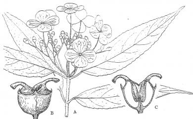 Hydrangea longifolia Hayata 長葉繡球