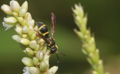 Stenodyneru chinensis (Saussure, 1863) 中華直盾蜾蠃