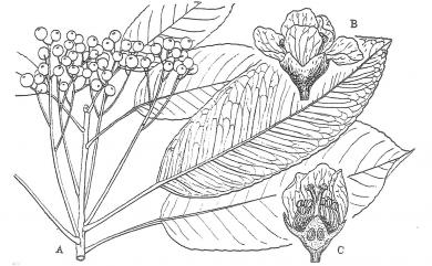 Photinia serratifolia 石楠