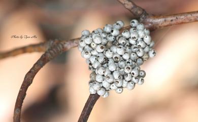 Lebeda nobilis nobilis Walker, 1855 松大毛蟲