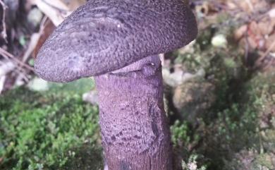 Cortinarius violaceus (L.:Fr.) Fr. 紫絨絲膜菌