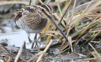 Gallinago gallinago gallinago (Linnaeus, 1758) 田鷸