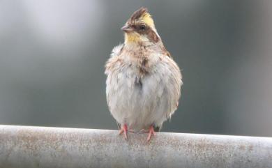 Emberiza elegans Temminck, 1836 黃喉鵐