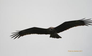 Milvus migrans formosanus Kuroda Sr, 1920 黑鳶(台灣亞種)