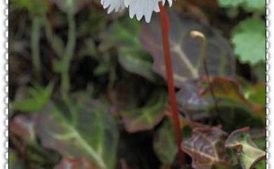 Shortia rotundifolia var. rotundifolia (Maxim.) Makino 倒卵葉裂緣花