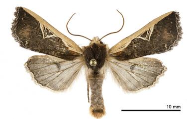 Hemiglaea costalis (Butler, 1879) 褐緣黑夜蛾
