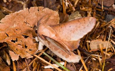 Paradoxopla sinuata taiwana (Wileman, 1915) 臺灣枯葉蛾