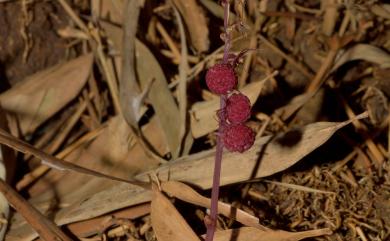 Sciaphila secundiflora 錫蘭霉草