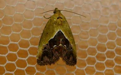 Maliattha vialis (Moore, 1882)