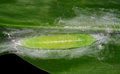 Notocrypta curvifascia (C. Felder & R. Felder, 1862) 袖弄蝶