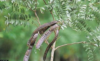 Gleditsia rolfei 恆春皂莢