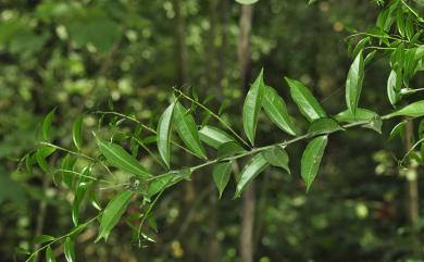 Cocculus laurifolius 樟葉木防己