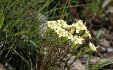 Gentiana scabrida var. punctulata 黑斑龍膽