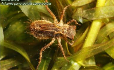 Acisoma panorpoides panorpoides Rambur, 1842 粗腰蜻蜓