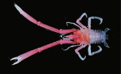 Uroptychodes spinimarginatus (Henderson, 1885) 緣棘似折尾蝦