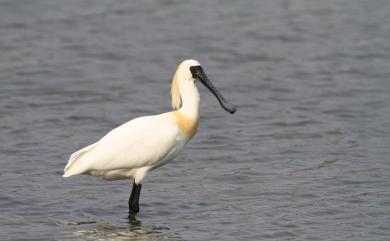 Platalea minor Temminck & Schlegel, 1849 黑面琵鷺