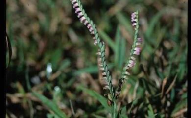 Spiranthes sinensis 綬草