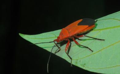 Antilochus coquebertii (Fabricius, 1803) 頸紅蝽