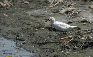 Tringa glareola Linnaeus, 1758 鷹斑鷸