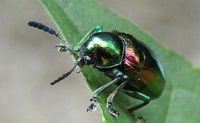 Platycorynus sauteri (Chujo, 1938) 紫豔大猿金花蟲