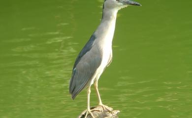 Nycticorax nycticorax nycticorax (Linnaeus, 1758) 夜鷺