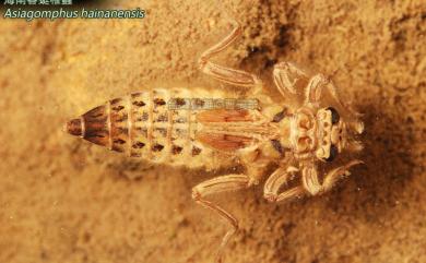 Asiagomphus hainanensis (Chao, 1953) 海南春蜓