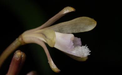 Lecanorchis trachycaula Ohwi 糙莖皿蘭