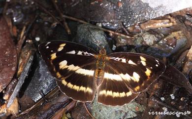 Abrota ganga formosana Fruhstorfer, 1908 瑙蛺蝶