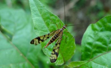 Neopanorpa sauteri (Esben-Petersen, 1912) 紹德新蠍蛉