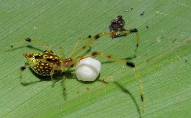 Physcoa scintillans Thorell, 1895 華麗金姬蛛