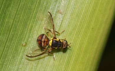 Bactrocera dorsalis (Hendel, 1912) 東方果實蠅