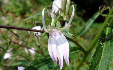 Lobelia seguinii 大本山梗菜