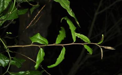 Capparis acutifolia 銳葉山柑