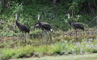 Grus monacha Temminck, 1835 白頭鶴