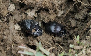 Catharsius molossus (Linnaeus, 1758) 神農潔蜣螂