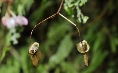 Begonia bouffordii 九九峰秋海棠