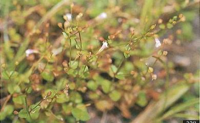 Torenia crustacea (L.) Cham. & Schltdl. 藍豬耳