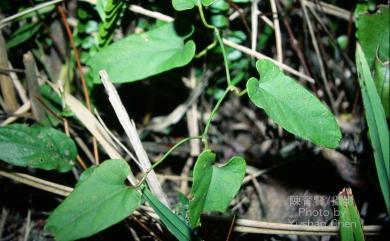 Aristolochia heterophylla Hemsl. 異葉馬兜鈴