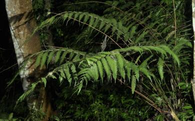 Pteridrys cnemidaria (Christ) C.Chr. & Ching 突齒蕨