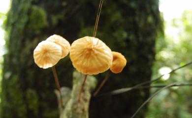 Marasmius androsaceus (L.: Fr.) Fr. , 1838