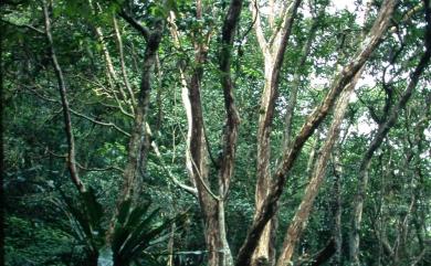 Lagerstroemia subcostata Koehne 九芎