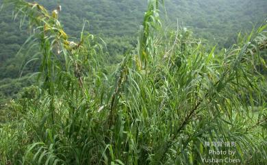 Arundo donax 蘆竹