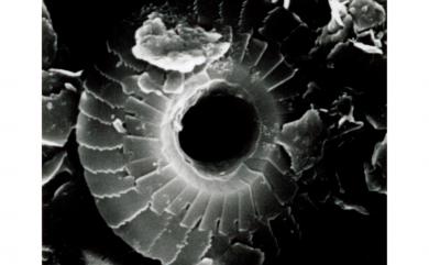 Umbilicosphaera sibogae (Weber-van Bosse) Gaarder 希布格臍球藻