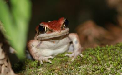 Hylarana latouchii (Boulenger, 1899) 拉都希氏赤蛙