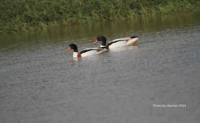 Tadorna tadorna (Linnaeus, 1758) 花鳧