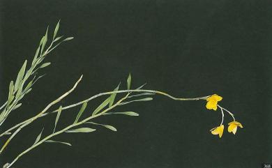 Dendrobium chryseum Rolfe 金草