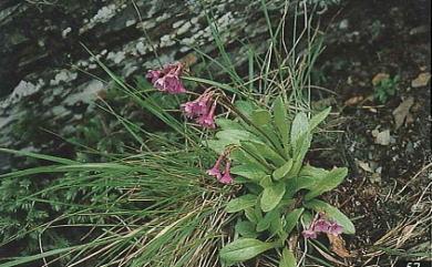 Primula miyabeana 玉山櫻草