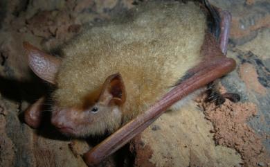 Myotis formosus flavus 金黃鼠耳蝠