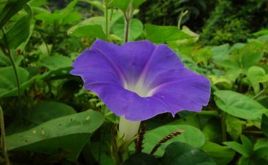 Ipomoea indica 銳葉牽牛